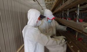 屏東今年首起！鹽埔鵪鶉場染禽流感　撲殺逾11萬隻鵪鶉