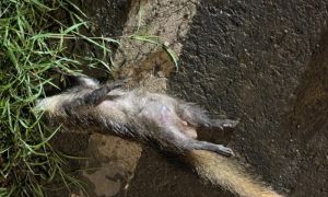 屏東鼬獾狂犬病今年累計五例！加開10/31恆春、車城免費疫苗