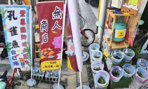 自助撈魚無人商店 屏東市區孔雀魚、紅豆魚50元自己撈