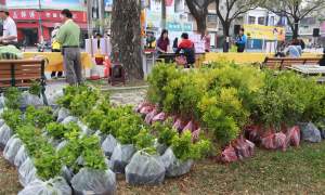 一起來種樹吧 本周六(11日)到永新公園拿發票換樹苗
