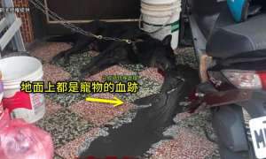 家中黑狗遭人持槍射殺 屏東家門口大攤血跡